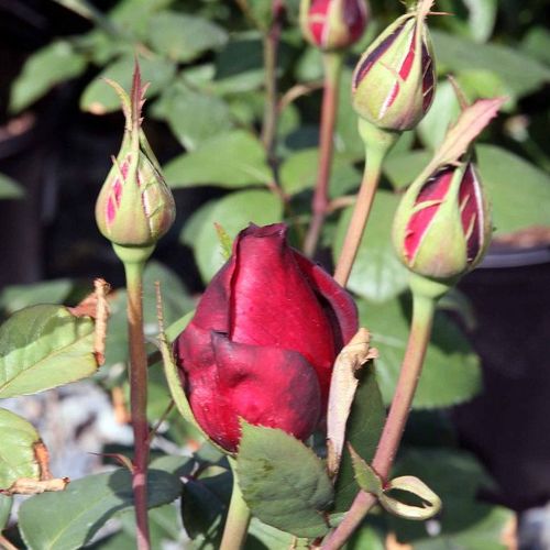 Rosa Oklahoma™ - roșu - Trandafir copac cu trunchi înalt - cu flori teahibrid - coroană dreaptă